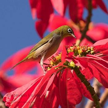  Perching birds 